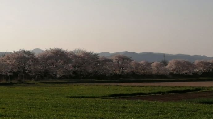 イギリス海岸の桜
