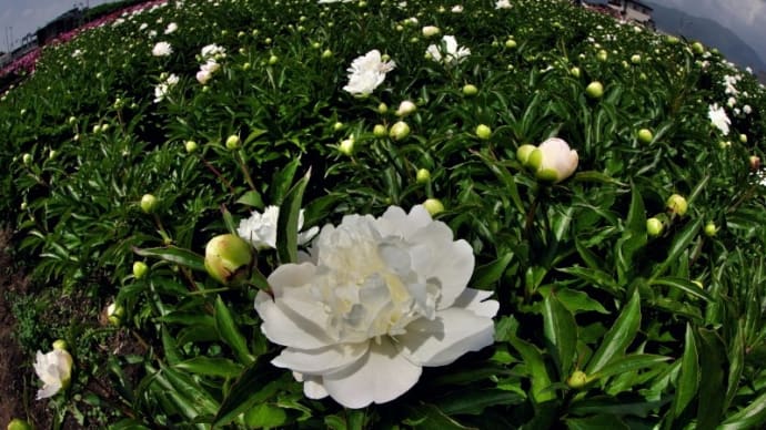芍薬畑