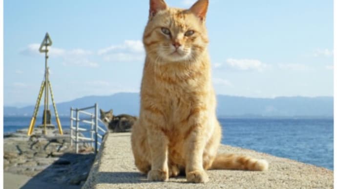 動物虐待 その病巣