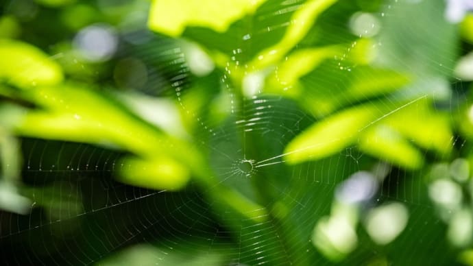 権現堂公園の紫陽花 その11