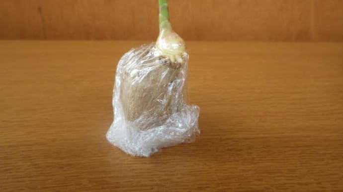 生姜くんだよ