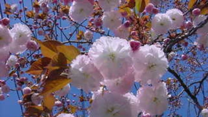 一関市東山町のサトザクラの八重咲き品種「関山」