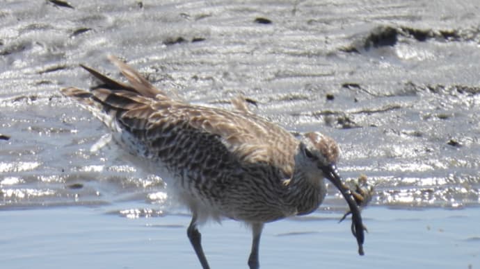 葛西臨海公園でシギチ沼の深淵をのぞき見る