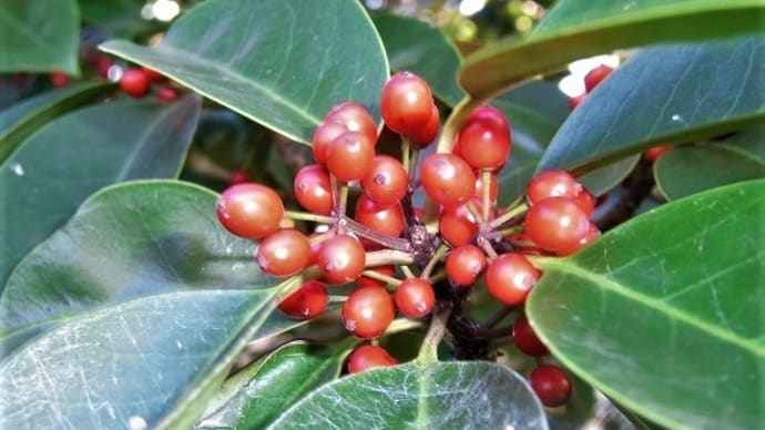 クロガネモチ(黒鉄黐)の実・チャ(茶)の花・カゲロウ?モズのハヤニエ?日記・俳句鑑賞