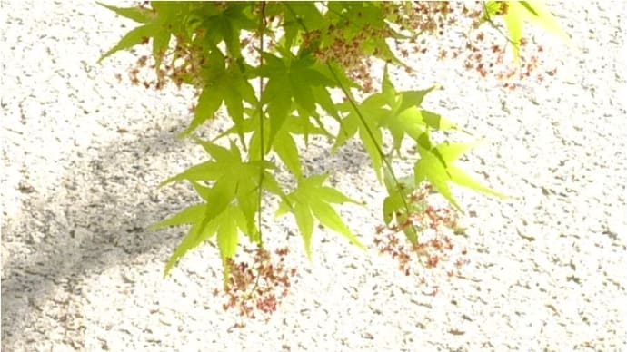 大阪城 石垣と木風