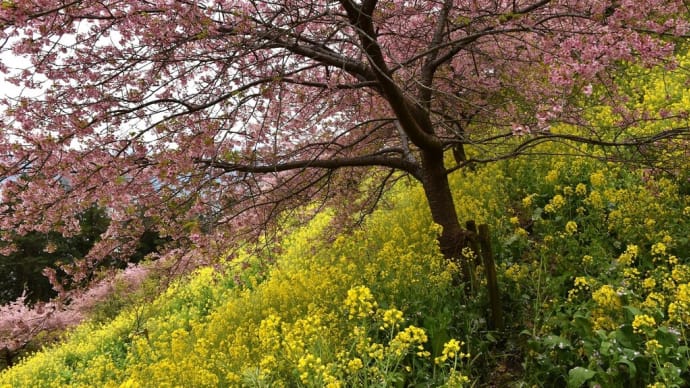 河津桜狩り 神奈川県松田町松田惣領字嵯峨山 あぐりパーク嵯峨山苑・第17回菜花まつり(3)斜面の河津桜と菜の花