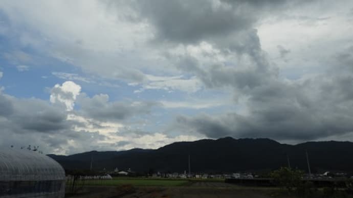 一粒万倍日の種を蒔いた白菜の定植
