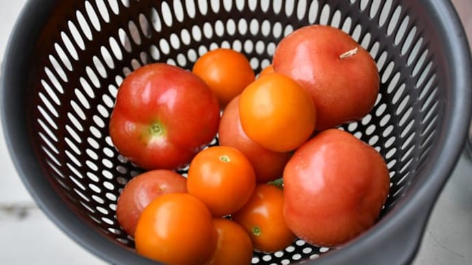 家庭菜園日誌 ささやかでも嬉しい収穫