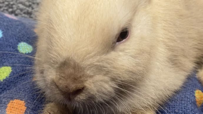●ネザーランドドワーフデビュー中🐰●