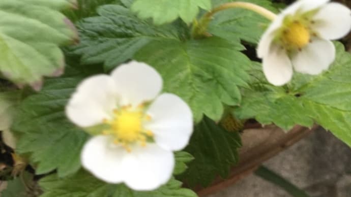 【こだわりの苗】欲しいと三木町の苺農家様以来🍓トウモロコシの予約に！(◎_◎;)