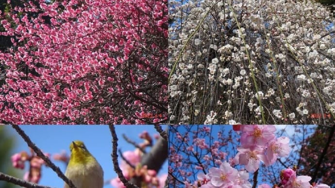 河津桜も一気に咲く（牧野記念庭園～石神井界隈ポタ）