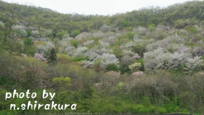 山桜