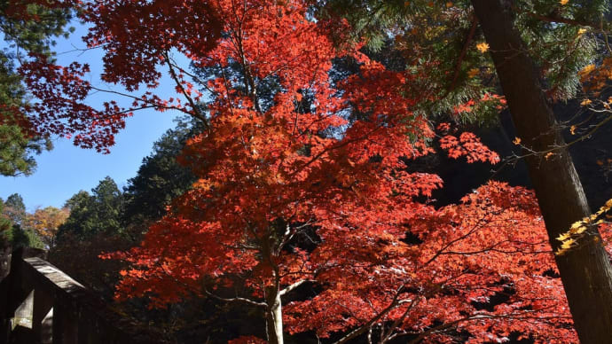 もみじ狩り 群馬県高崎市 榛名山・榛名湖(4)矢立杉、神幸殿、神門、双龍門