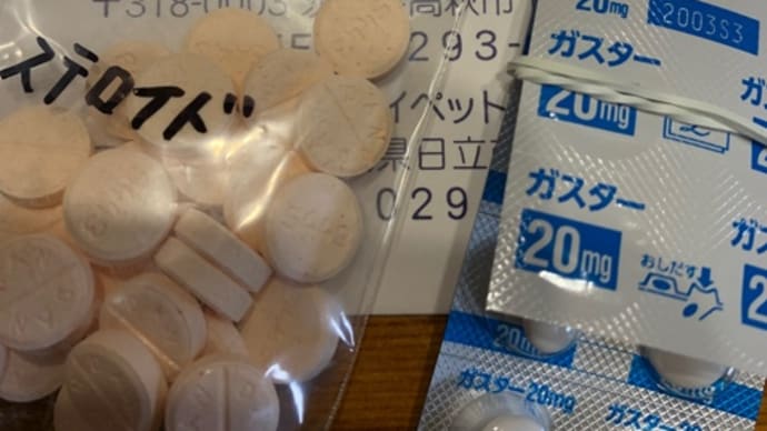 ライラの慢性胃腸炎その後