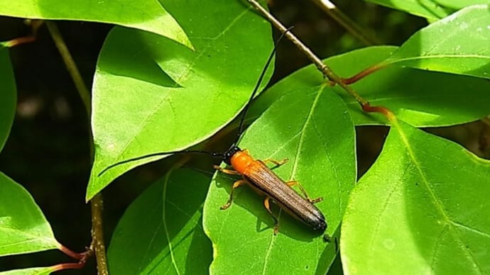 リンゴカミキリの仲間  Oberea  sp.