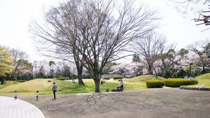 桜土手古墳公園とはだの桜みちの桜（秦野市）