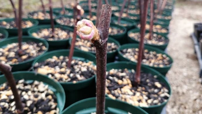 ブドウ苗の萌芽と植付の準備