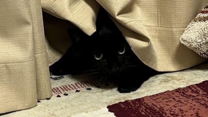 猫と孫の距離に進展