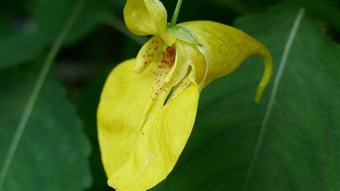 舞岡公園~夏の花写ん歩