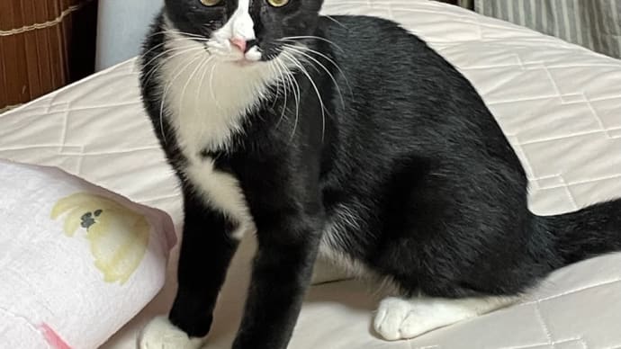 子猫紹介 カブ君