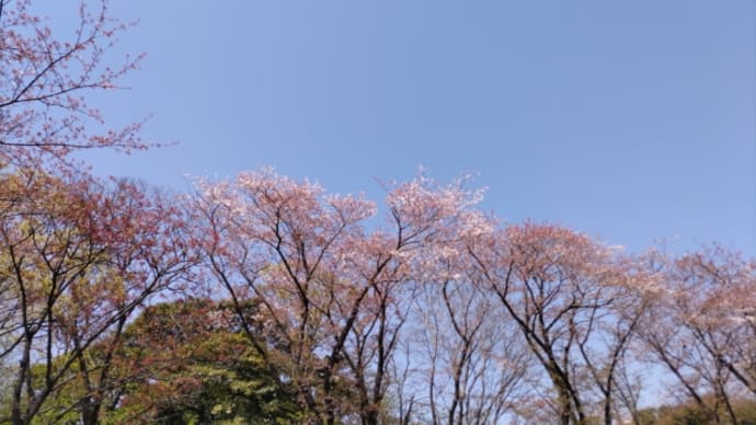 4.8花まつりさんぽ⑤桜から野村紅葉へバトンタッチ