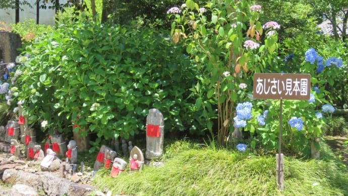 矢田寺のアジサイ