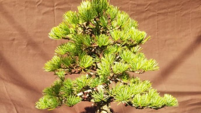 五葉松の植え替え