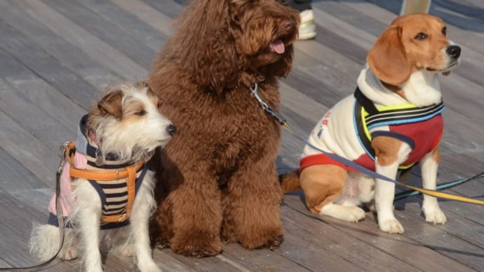 犬さんいろいろ・・・