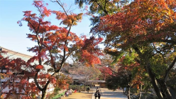 本土寺の紅葉②
