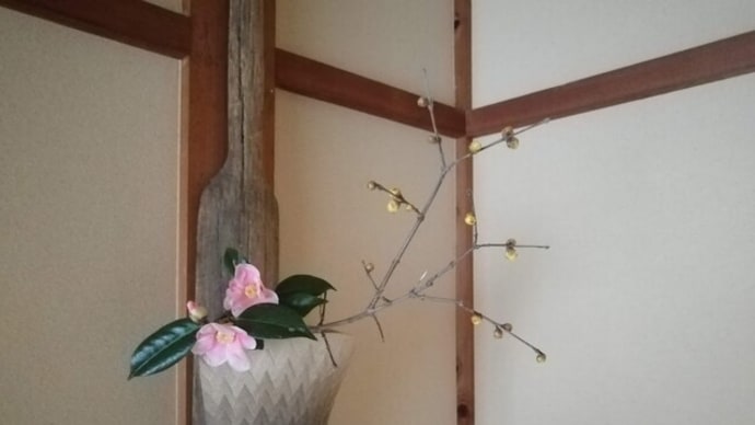 椿の花が変化します ? 斑入り姫侘助
