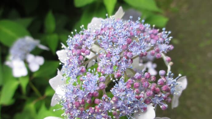 夏の花:山紫陽花