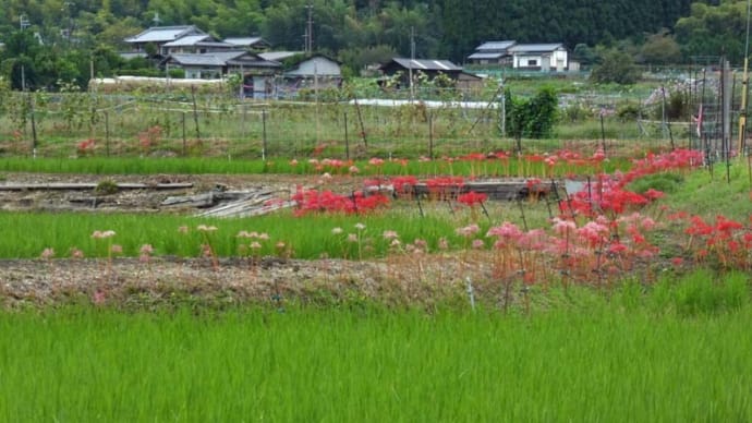 まち歩き (嵯峨野)
