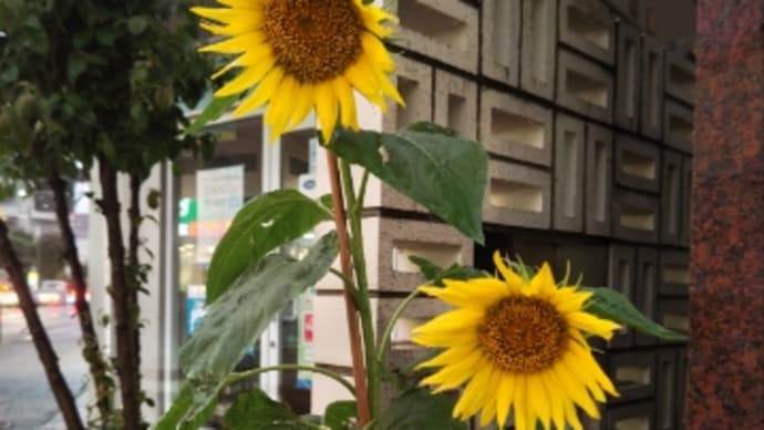 二度寝して まどろむ朝の 日曜日