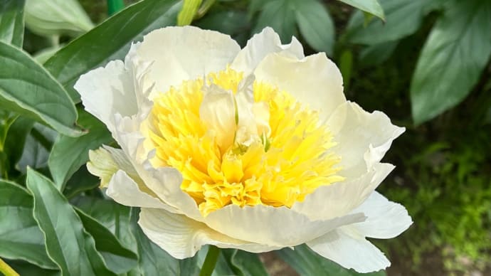 芍薬苑