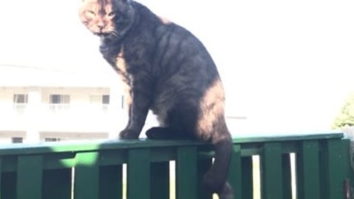 クロちゃん散歩