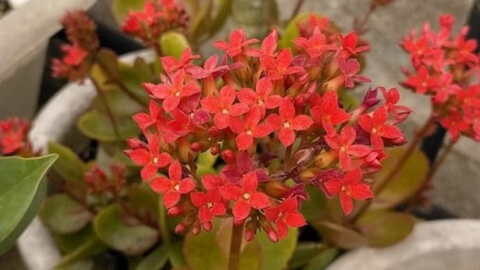 庭の花たち2023.02