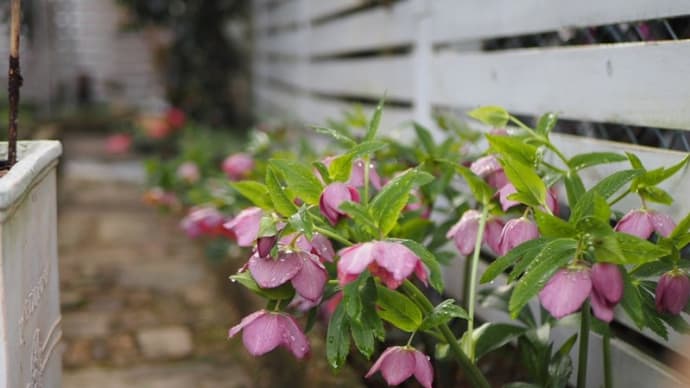 3月23日の花がすくナイ庭