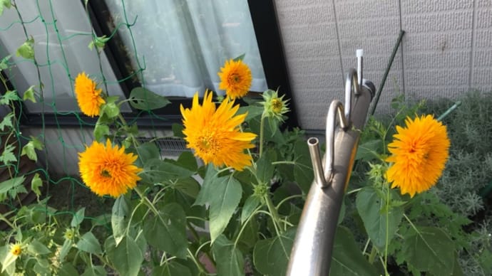 無事到着💦ヒマワリと野菜と家守サマサマ