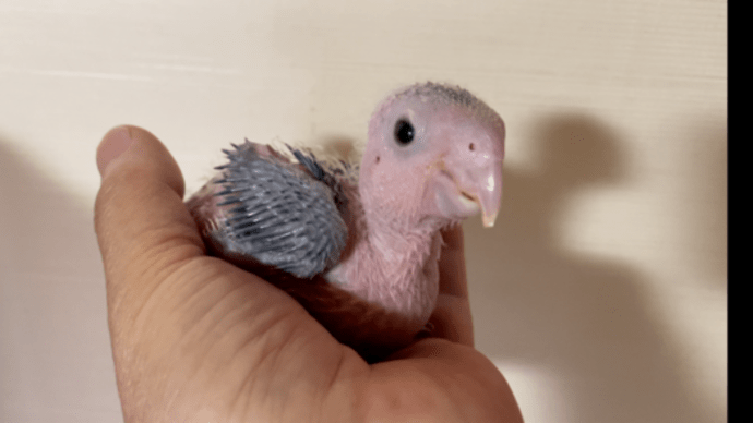 シロハラインコの雛生後26日目