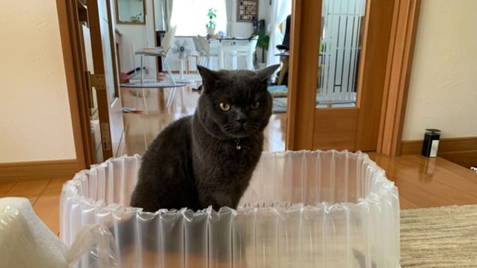 プールにでも入りたいね