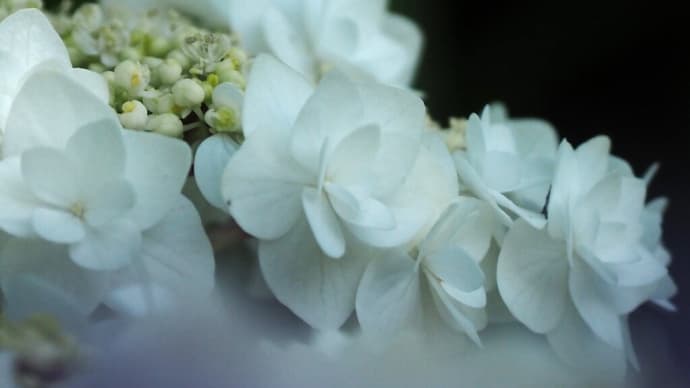 前ボケで......紫陽花