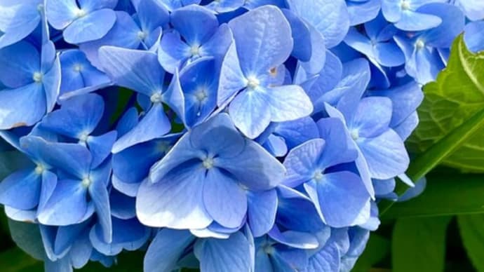 紫陽花
