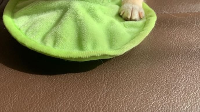 たくましくなってきました・・・か❓