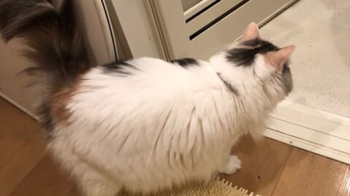 長毛猫のウォシュレット