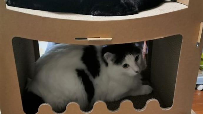 新しい爪とぎ到着