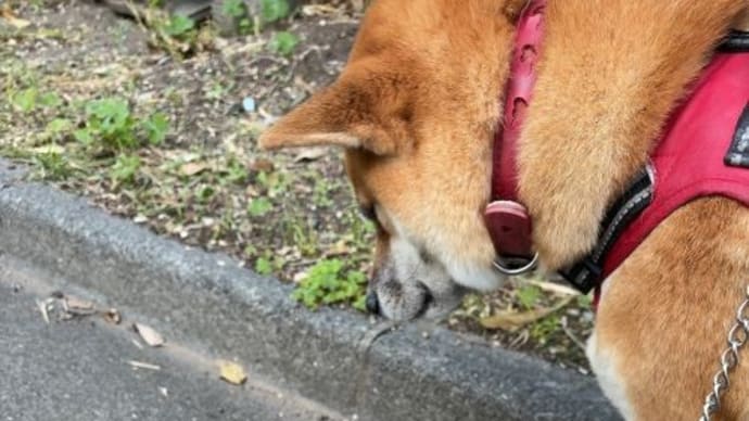 苦手だった虫に少しは慣れてきた?
