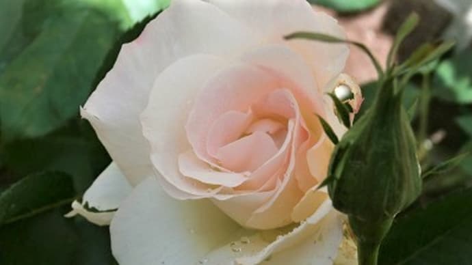 木立薔薇の第一号はマチルダさんでした!ポツポツ咲きの薔薇とクレマチス。