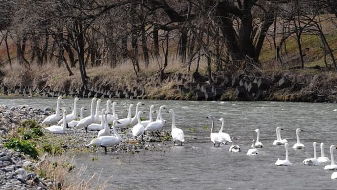 安曇野の 白鳥飛来地