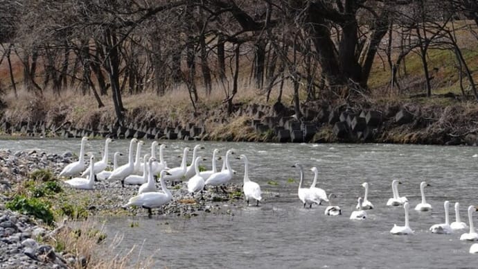 安曇野の　白鳥飛来地　