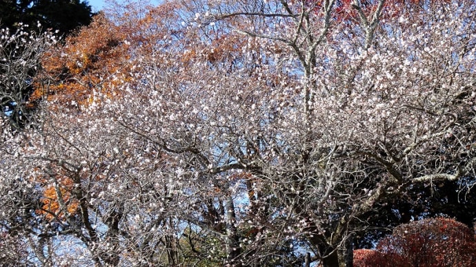桜山公園で冬桜を